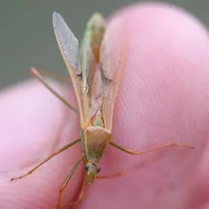 thumbnail for publication: Rice Bug (suggested common name) Leptocorisa acuta (Thunberg) (Insecta: Hemiptera: Alydidae)